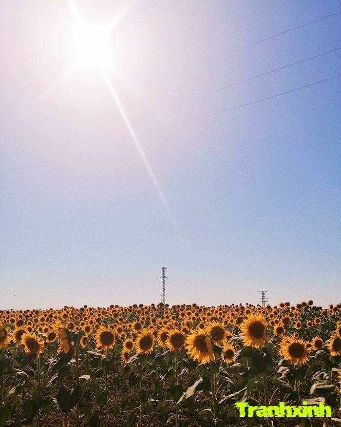 hoa hướng dương và mặt trời