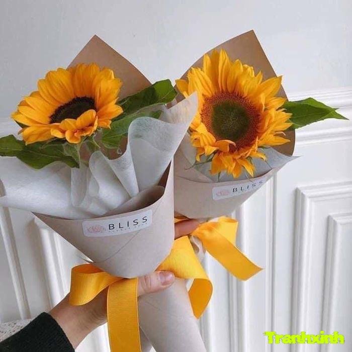 hoa hướng dương và tình yêu