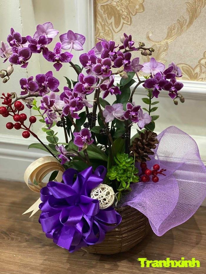 hoa lan cắm chậu