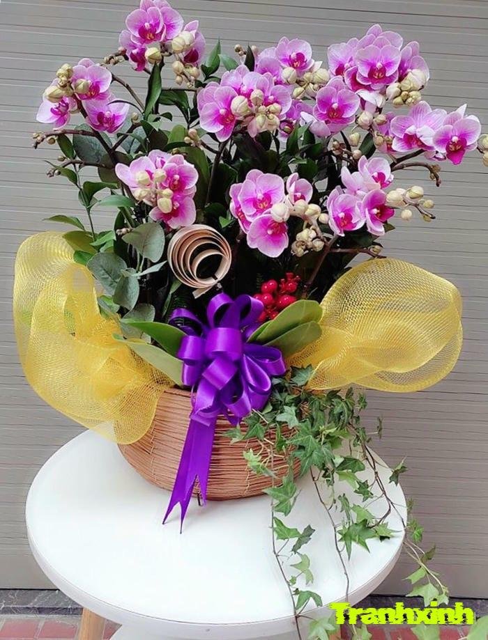 hoa lan hồ điệp tím