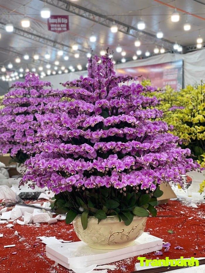 hoa lan hồ điệp