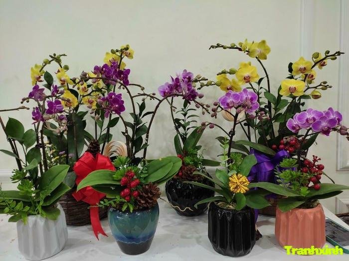 hoa lan nở đẹp