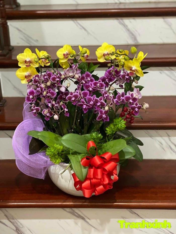 hoa lan phong cách