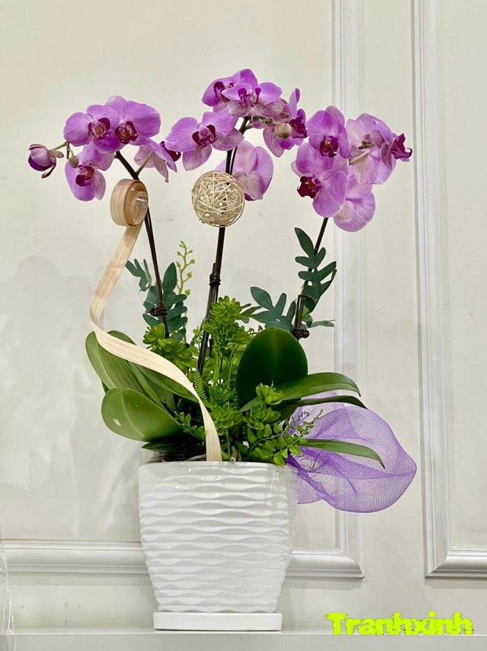 hoa lan trầm tím