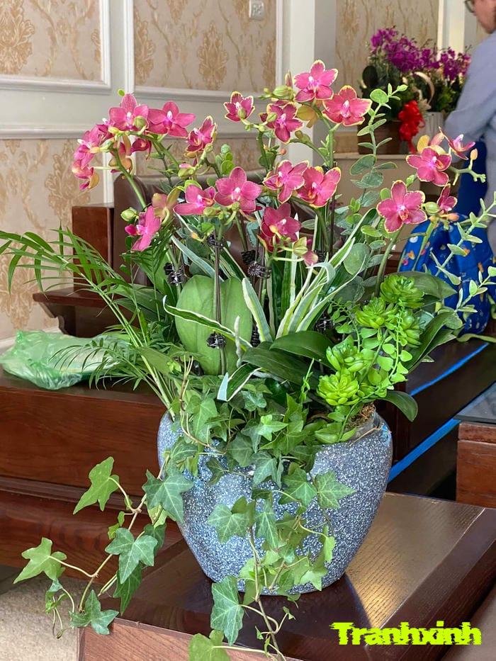 hoa lan trong vườn