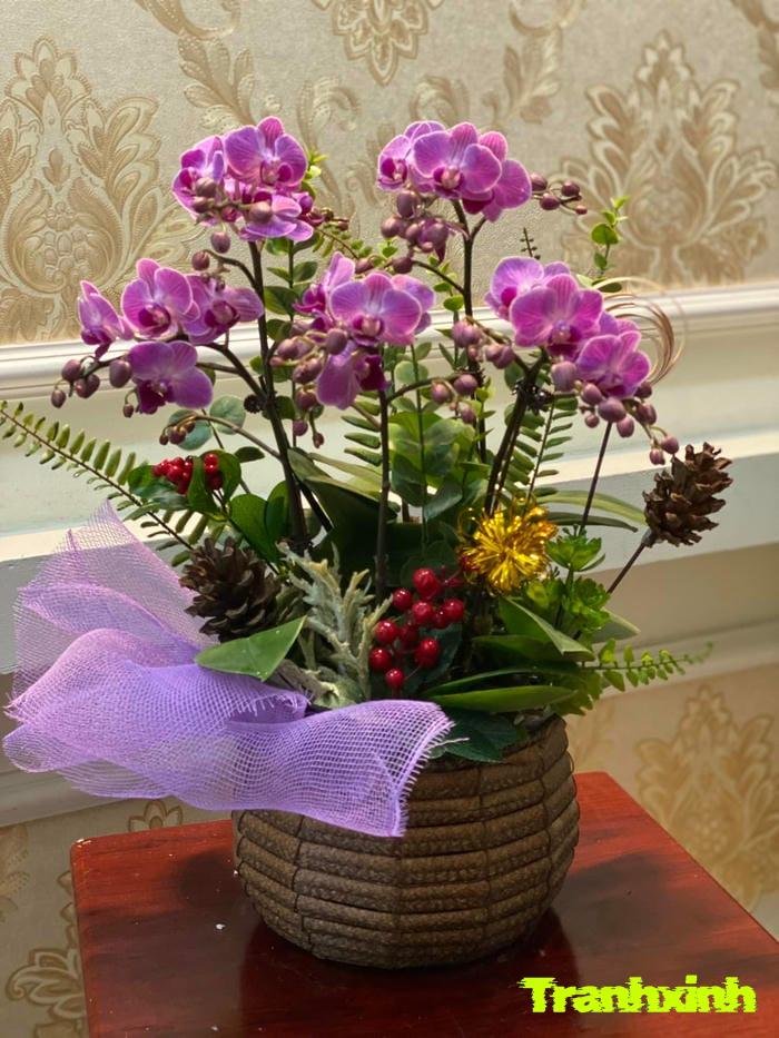 hoa lan tượng trưng cho tình yêu