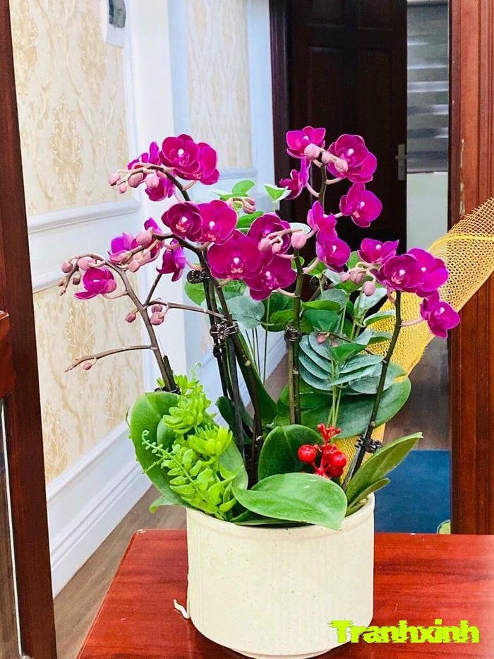 hoa lan và sự giàu sang