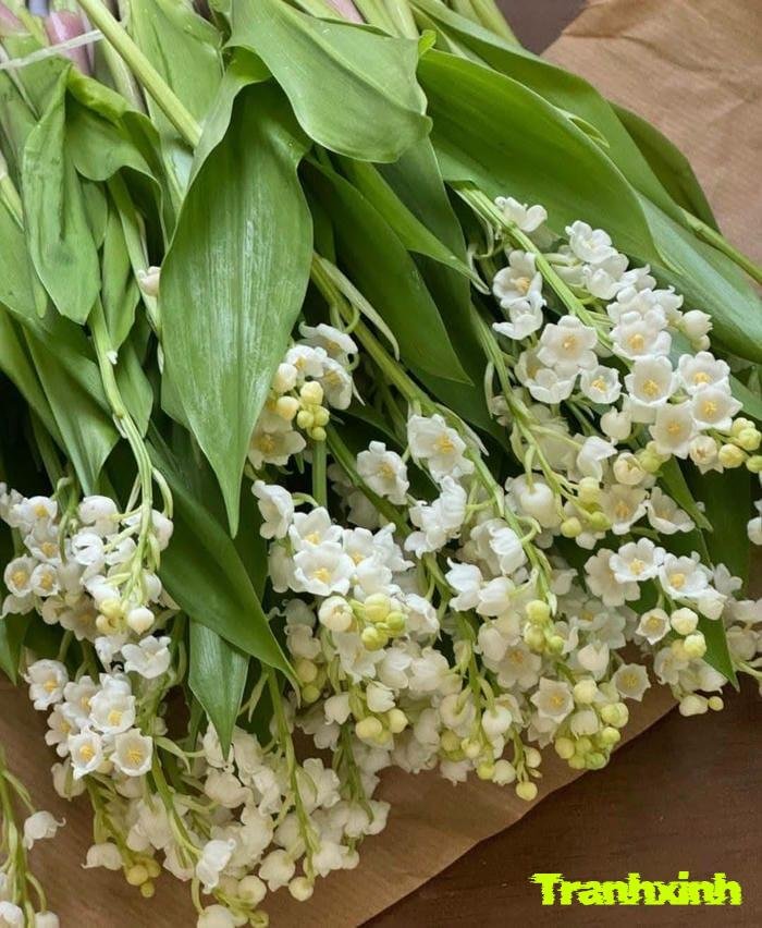 hoa linh lan cho cô dâu