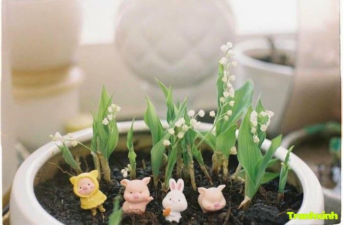 hoa linh lan hạnh phúc