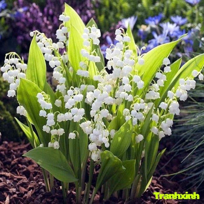 hoa linh lan kiểu vintage