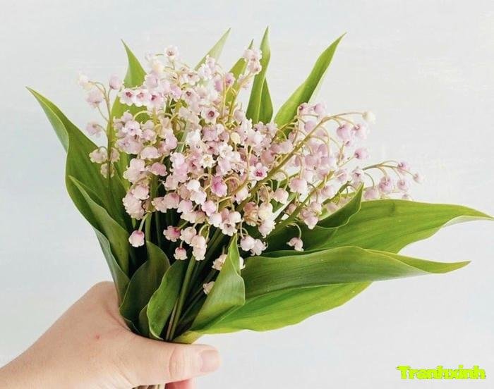 hoa linh lan lãng mạn