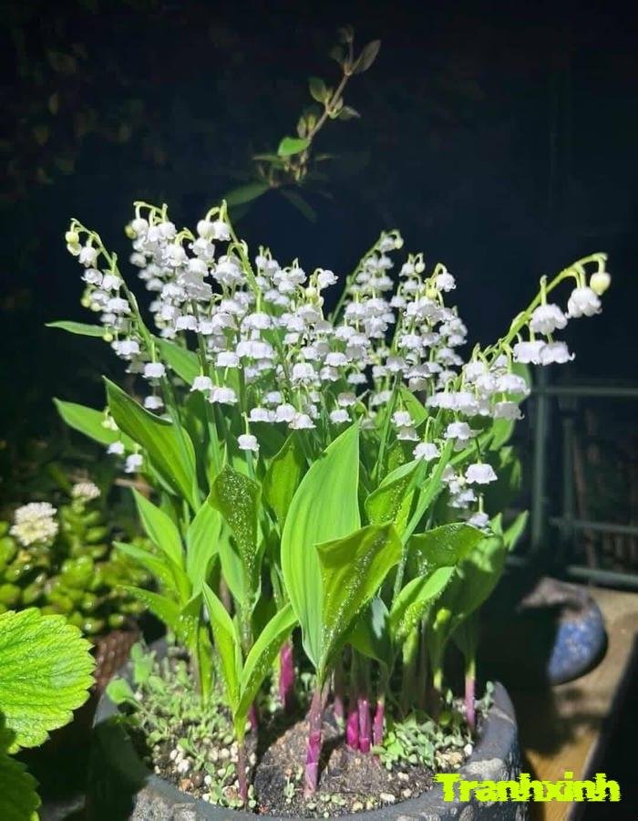 hoa linh lan may mắn