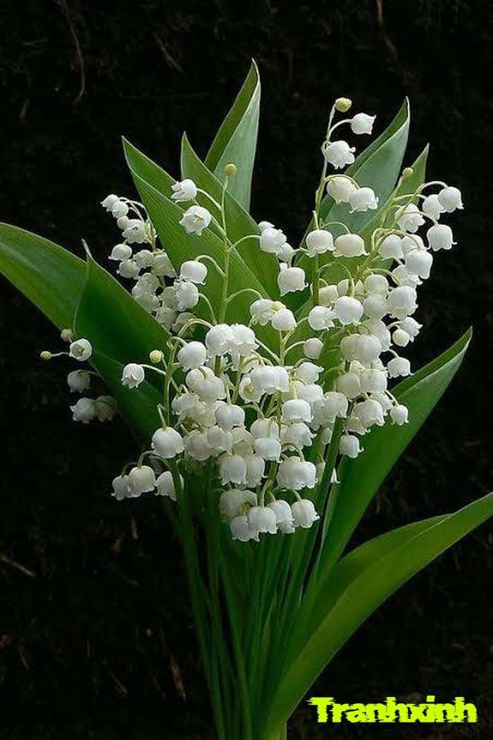 hoa linh lan thuần khiết