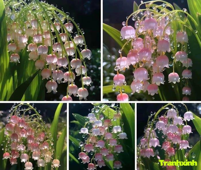 hoa linh lan tinh tế