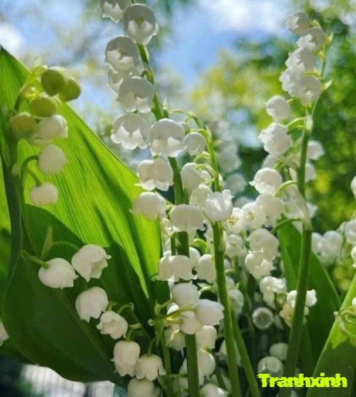 hoa linh lan trong vườn