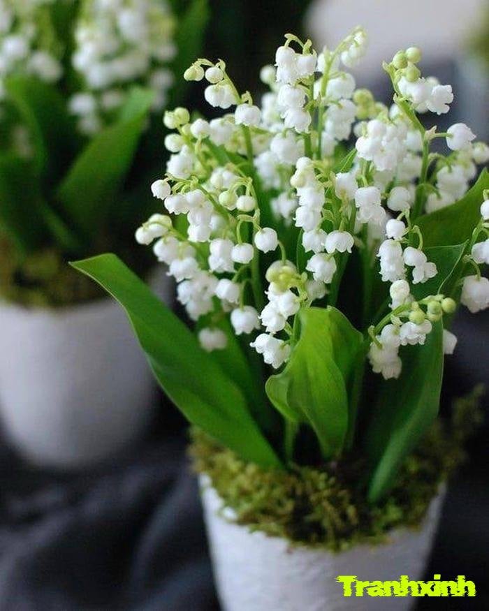 hoa linh lan và mùa hè