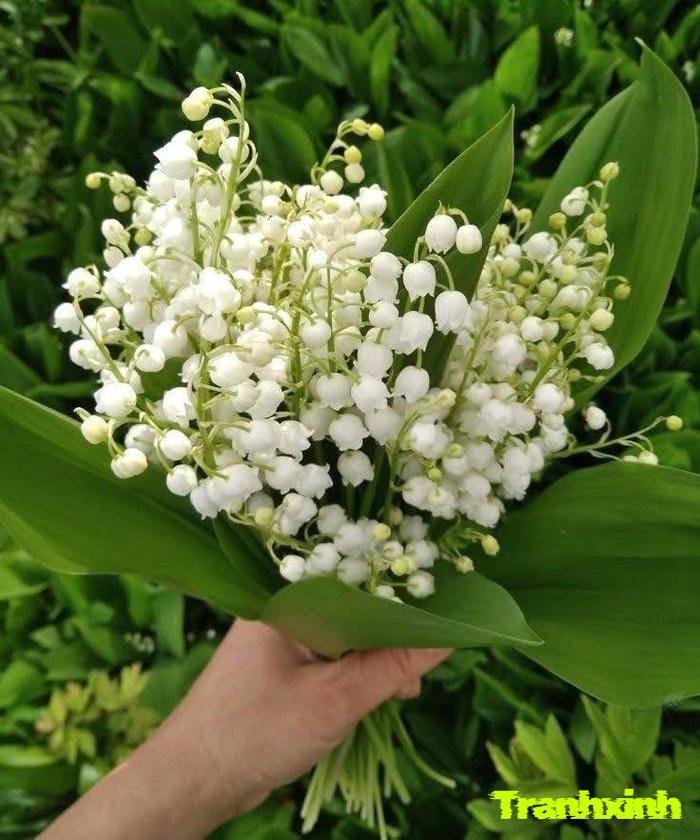 hoa linh lan và niềm vui