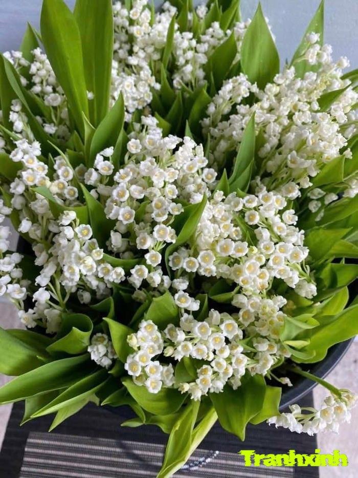 hoa linh lan và nụ