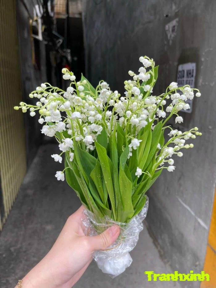 hoa linh lan và sự thanh lịch