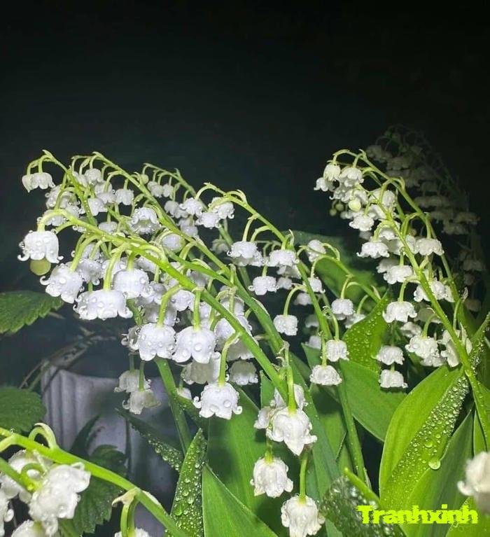 hoa linh lan với màu trắng