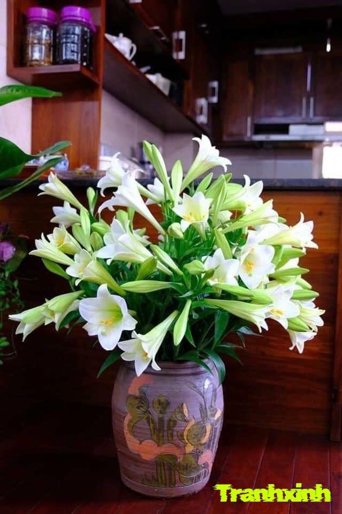 hoa loa kèn đẹp nhất