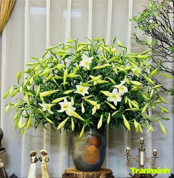 hoa loa kèn hà nội