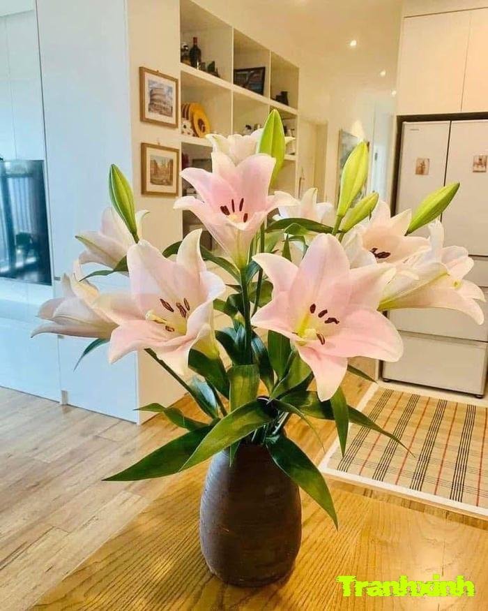 hoa loa kèn mùa xuân