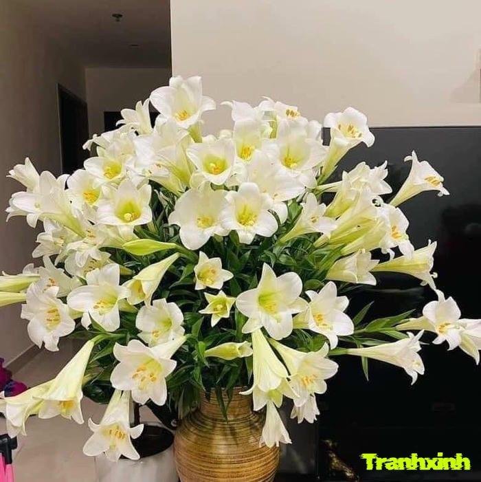 hoa loa kèn phong cách