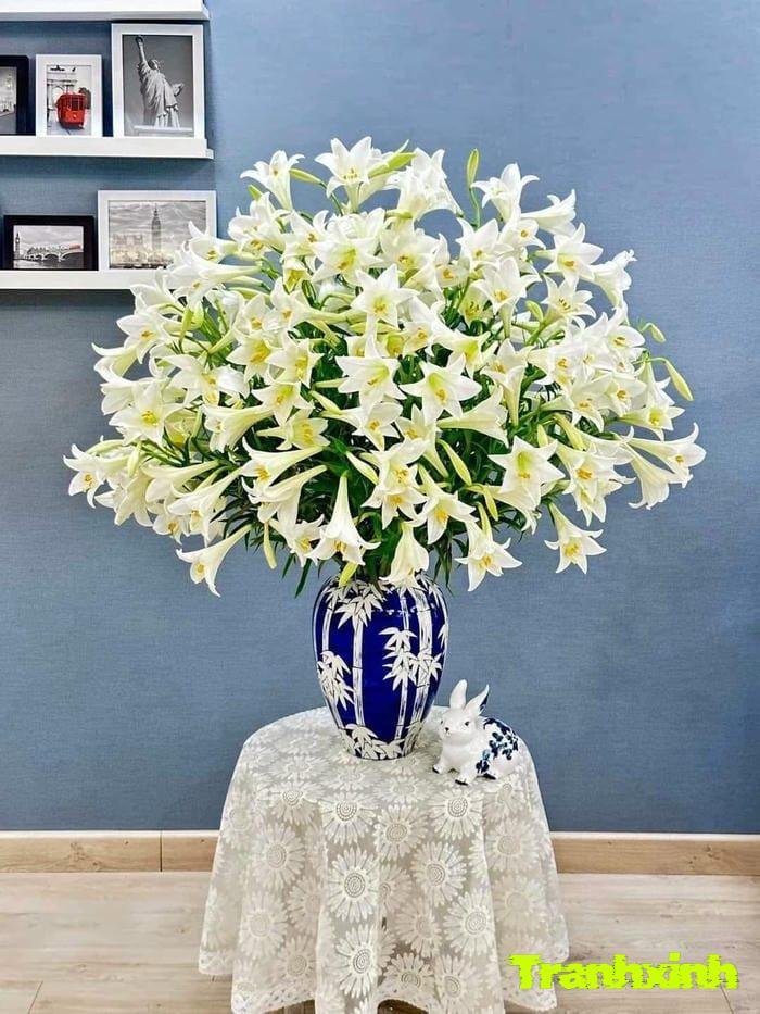 hoa loa kèn rực rỡ