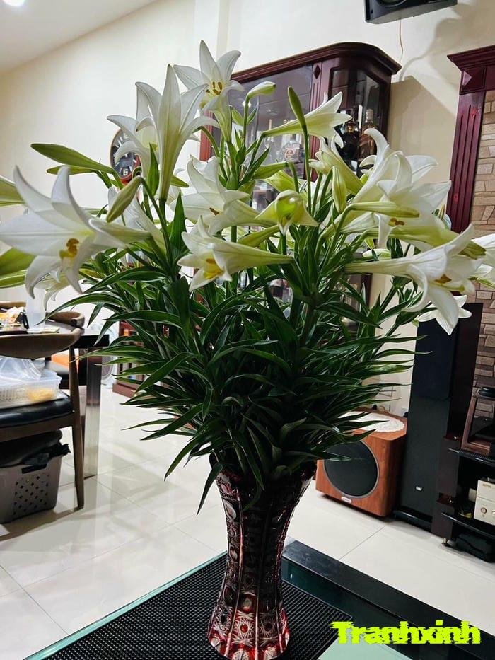 hoa loa kèn thanh lịch