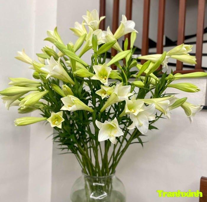 hoa loa kèn tinh khiết