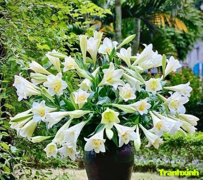 hoa loa kèn trắng