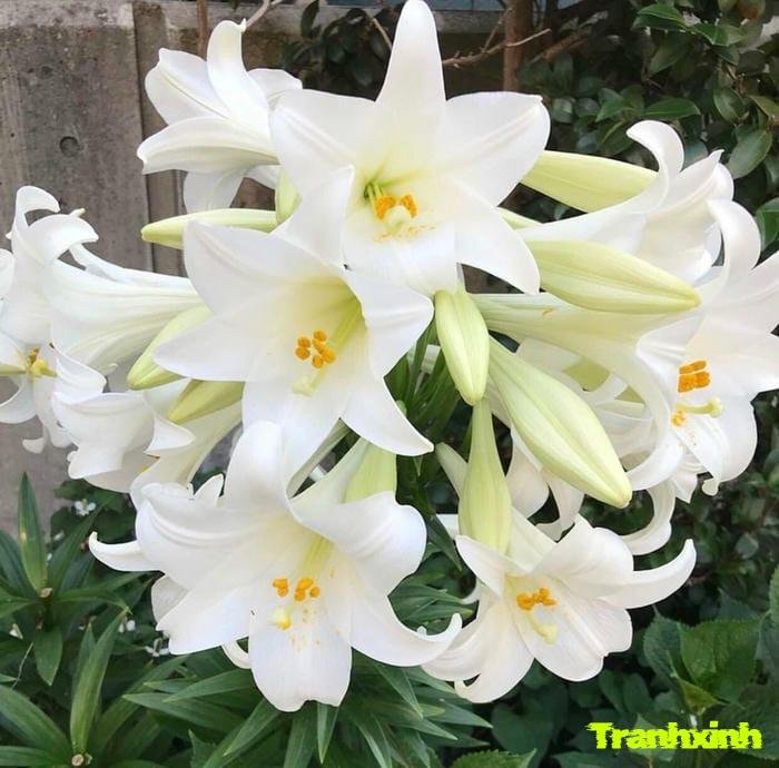 hoa loa kèn tượng trưng