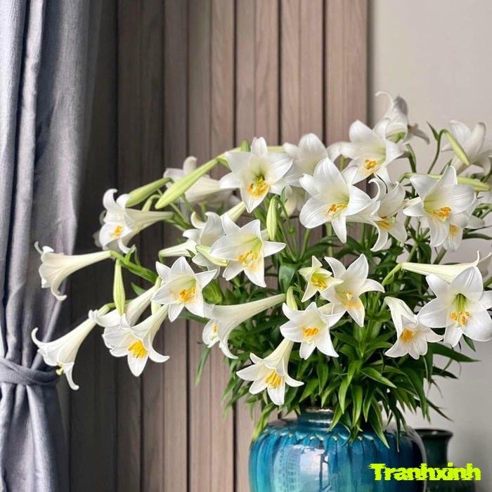 hoa loa kèn và ánh sáng