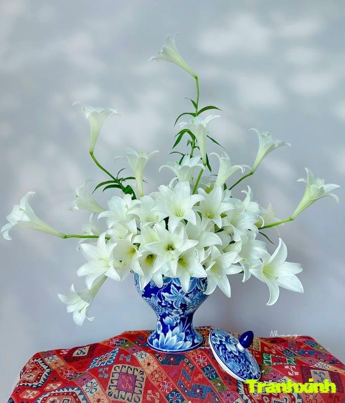 hoa loa kèn việt nam