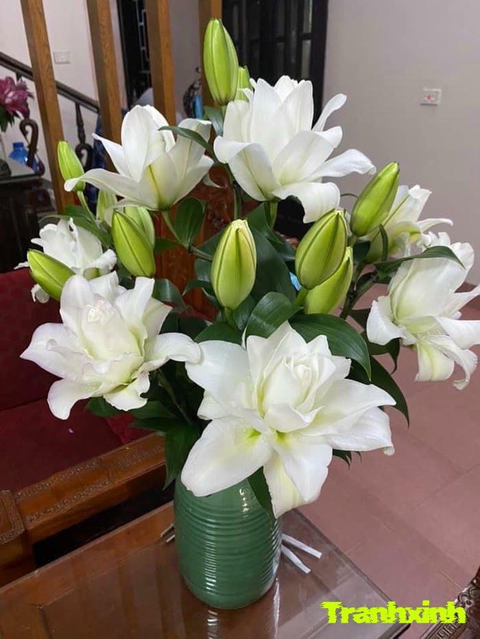 hoa ly để bàn