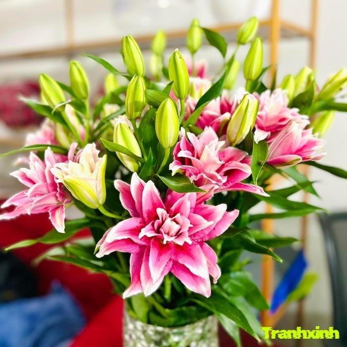 hoa ly phong cách