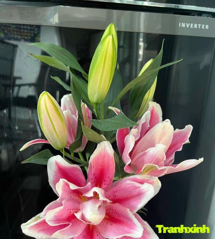 hoa ly tượng trưng