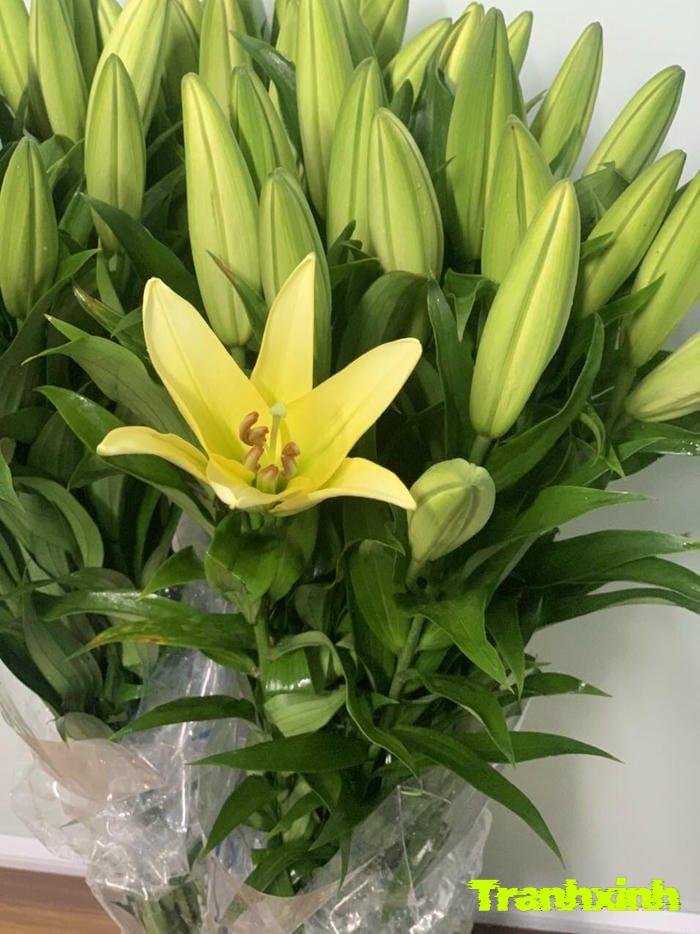 hoa ly và tình yêu