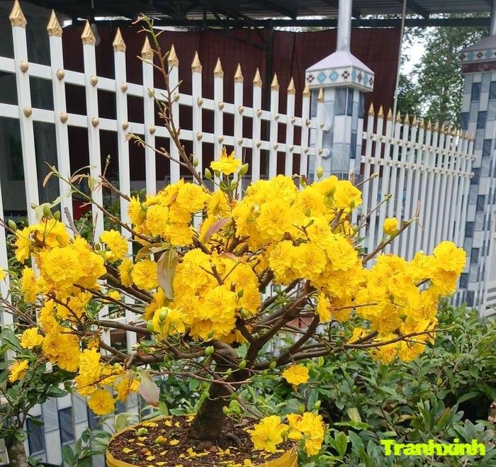 hoa mai báo hiệu xuân