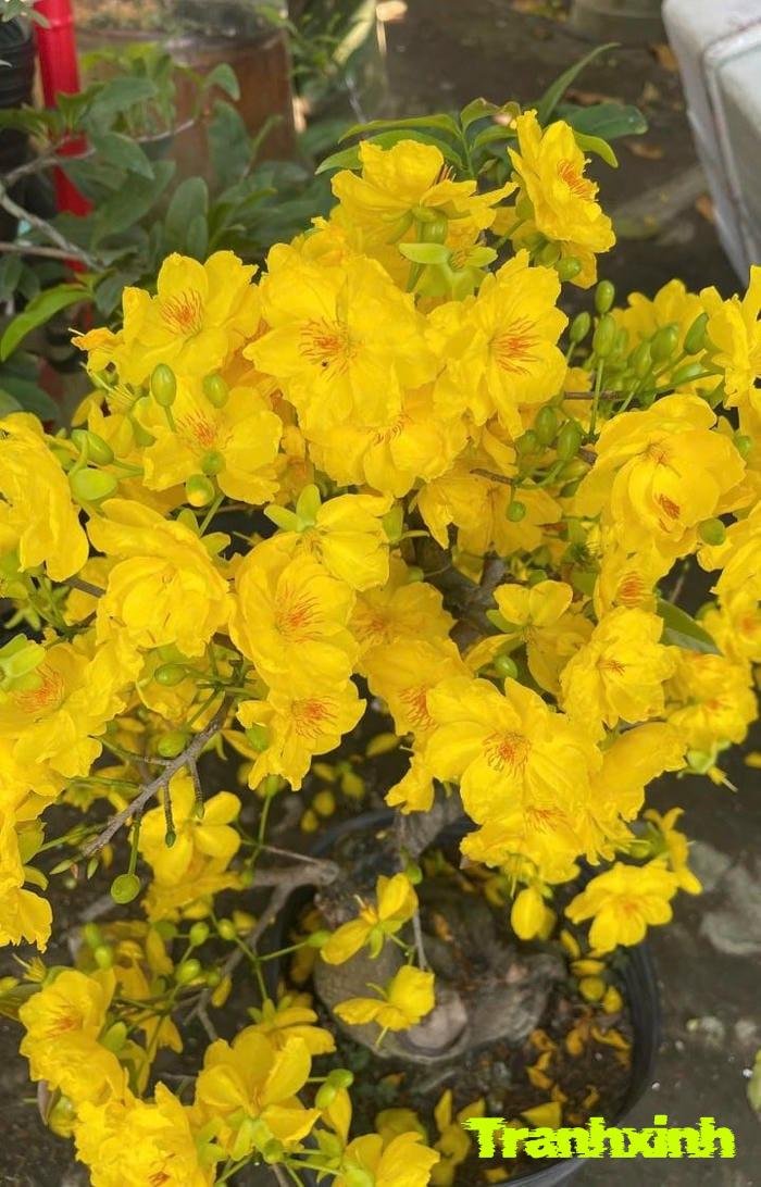 hoa mai kiểu vintage