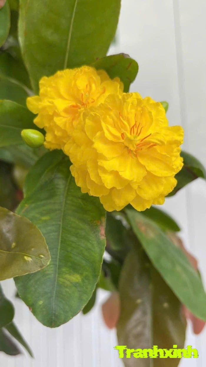 hoa mai trong vườn