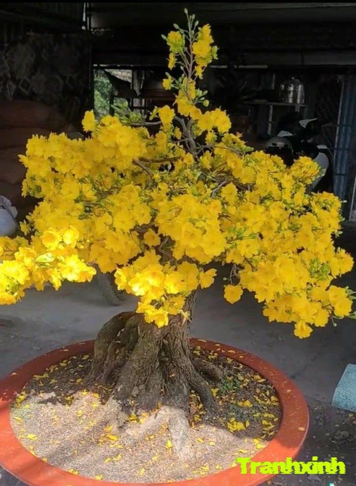 hoa mai và may mắn