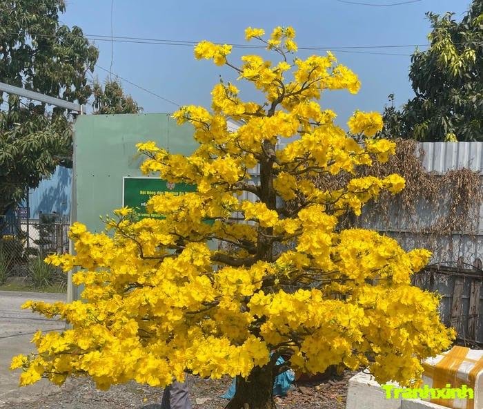 hoa mai và phú quý