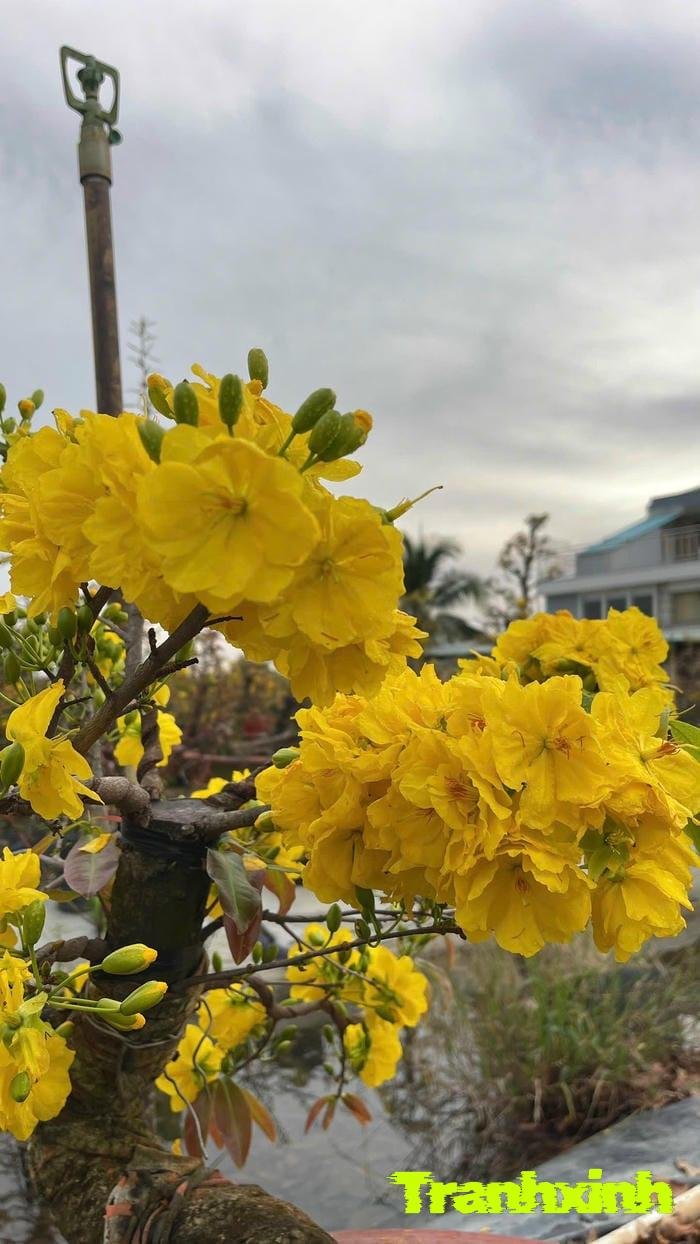 hoa mai và sự khởi đầu