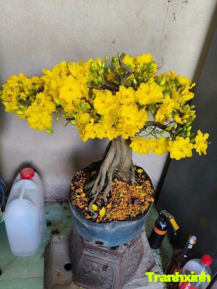 hoa mai và sự trường thọ