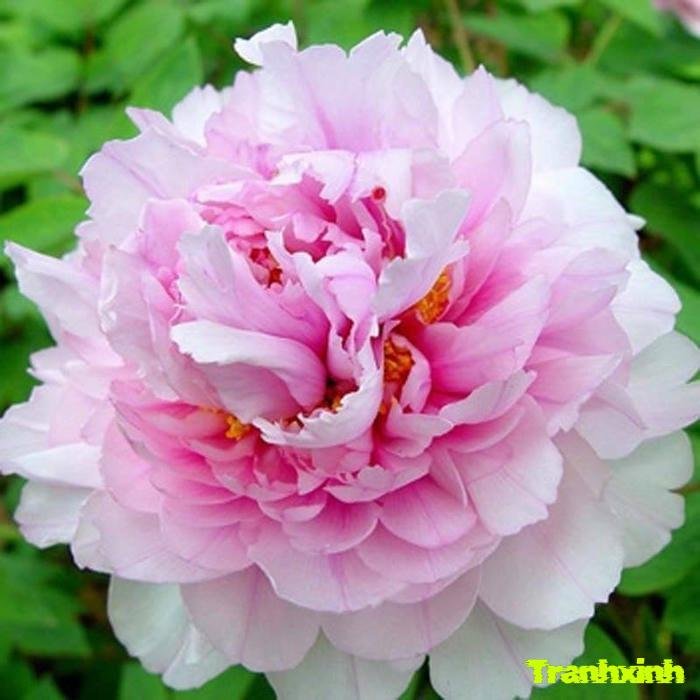 hoa mẫu đơn cho đám cưới