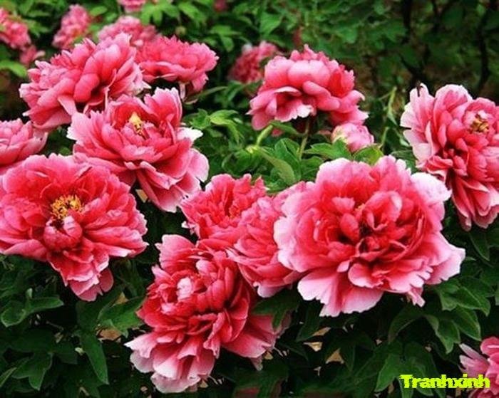 hoa mẫu đơn kiểu vintage