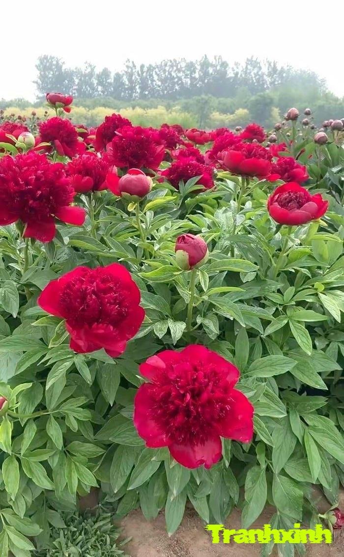 hoa mẫu đơn màu đỏ