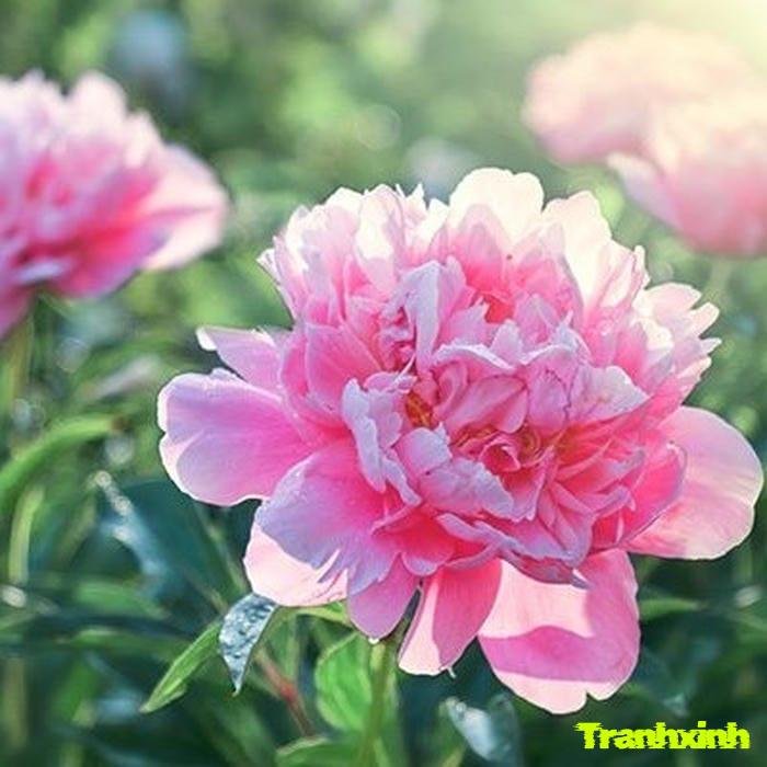 hoa mẫu đơn thẩm mỹ